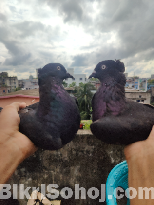 Kobutor, কবুতর